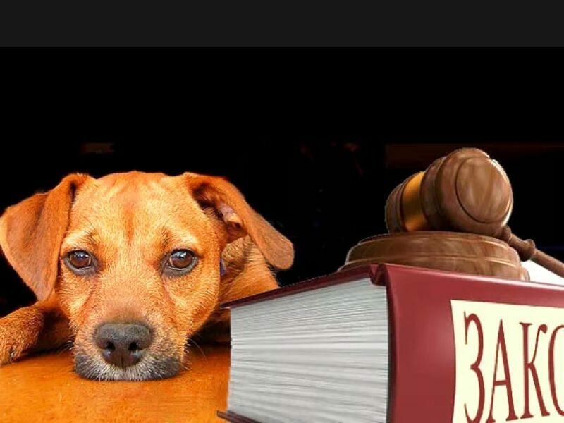 Собаки и закон: как призвать к ответственности недобросовестных хозяев собак  | Жуковские вести